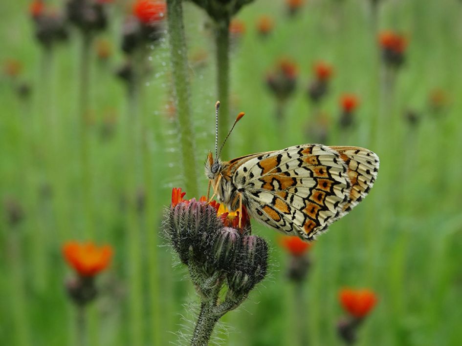 Gewoon mooi zitten zijn - Geleedpotigen - Veldparelmoervlinder